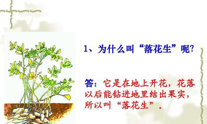 海南花生成熟期是什么时候？如何判断花生是否成熟？