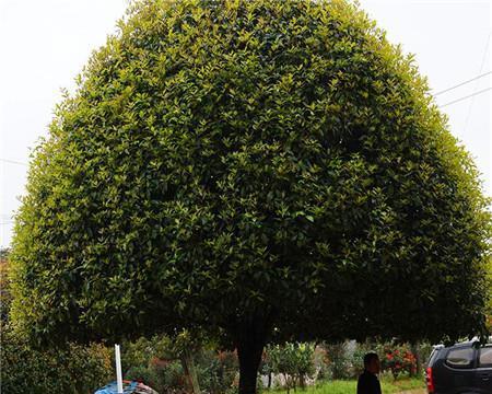 海南可以种桂花树吗？种植桂花树的条件和注意事项是什么？