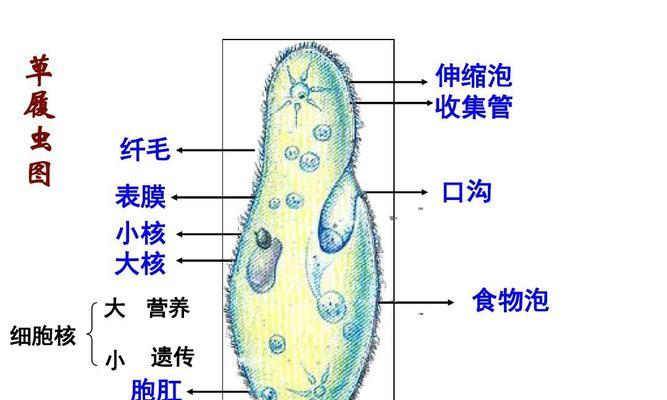 海苔属于藻类植物吗？海苔的植物学分类是什么？