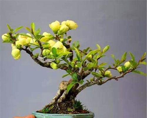 海棠花适合种在院子里吗？种植海棠花需要注意什么？