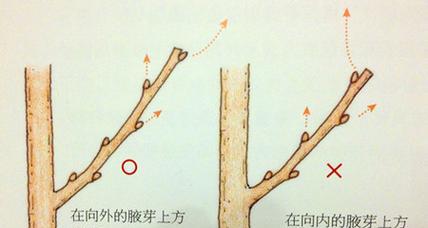 海棠花扦插繁殖方法是什么？需要注意哪些事项？