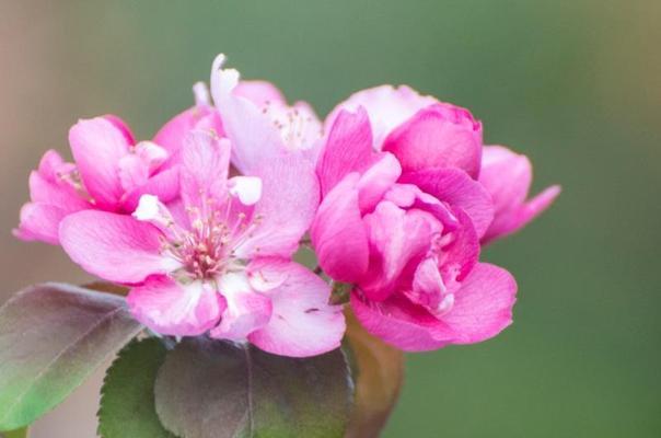 海棠花的花期是多久？最佳观赏期是什么时候？