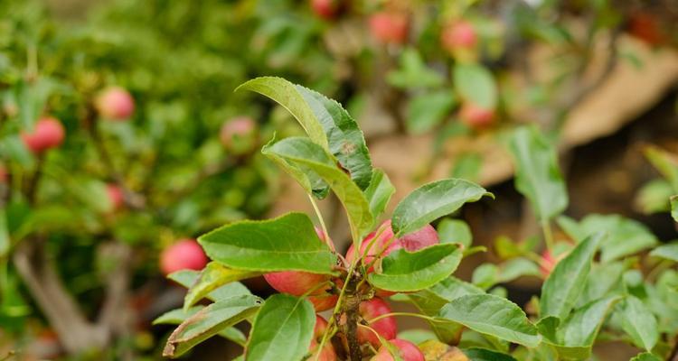 海棠花是木本植物吗？如何区分木本与草本植物？