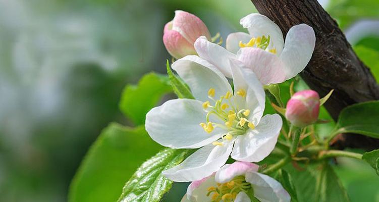 海棠花是哪个市的市花？哪个城市以海棠花为市花？