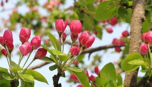 海棠花是完全花吗？如何辨别海棠花的花性？