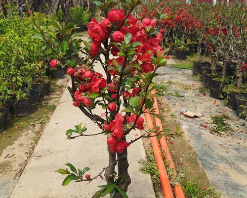 海棠花适合大盆还是小盆？如何选择合适的花盆？