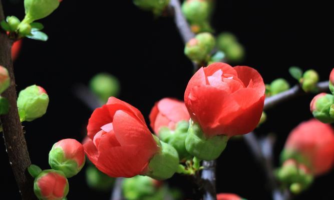 海棠花喜欢阳光吗？如何正确为海棠花提供光照？