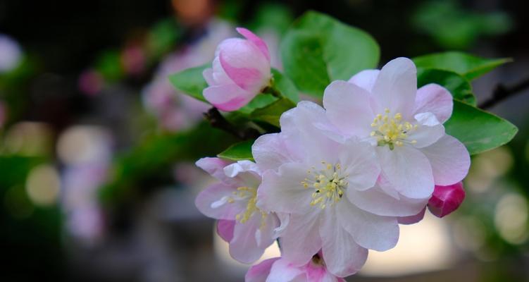 海棠花喜欢阳光吗？如何正确为海棠花提供光照？