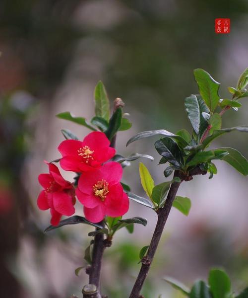 海棠花有香味吗？如何辨别海棠花的香气？