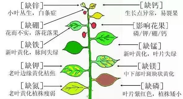 海棠花修剪技巧图解？如何正确剪枝？