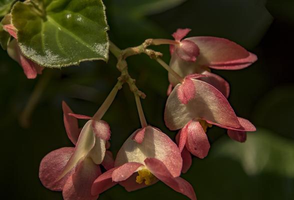 海棠秋天开花吗？如何正确养护以确保秋季开花？