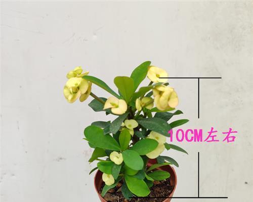 海棠什么时候开花？春季开花时间是多久？