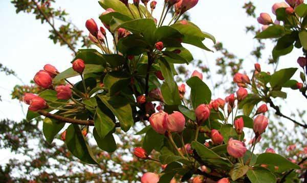 海棠树会结果实吗？如何正确种植以促进果实生长？