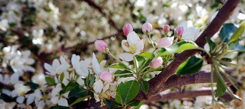 海棠树会结果实吗？如何正确种植以促进果实生长？