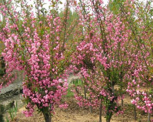 海棠树开花时间是什么时候？花期持续多久？