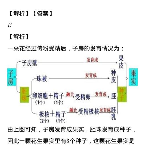 海棠叶子发蔫怎么办？如何有效补救？