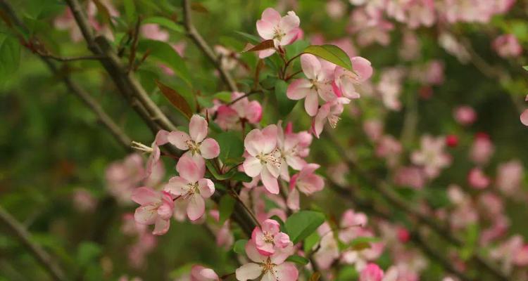 海棠一年开几次花？如何确保花开不断？