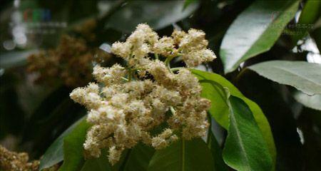 海桐会开花吗？海桐开花的样子是什么？