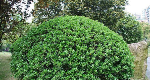 海桐是草本还是木本植物？如何区分海桐的类型？