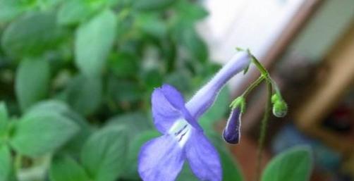 海豚花的花期是什么时候？如何正确养护以延长花期？