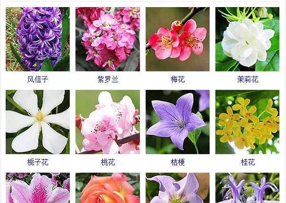 海豚花怎么养？养殖过程中应注意哪些问题？