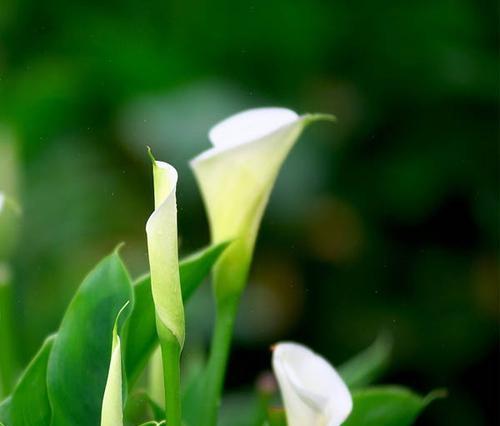 海芋会开花吗？海芋在什么季节开花？