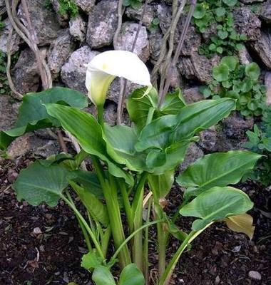 海芋开花的样子是怎样的？开花过程有何奥秘？