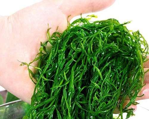 海藻属于藻类植物吗？它们的分类和特点是什么？