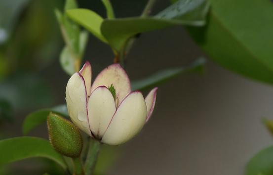 含笑花的花期是什么时候？哪个季节开花？