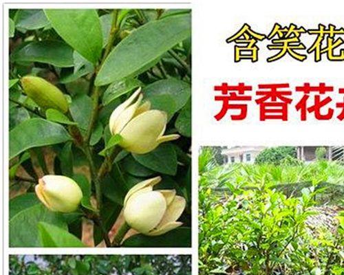 含笑花叶子发黄怎么办？如何正确处理植物黄叶问题？