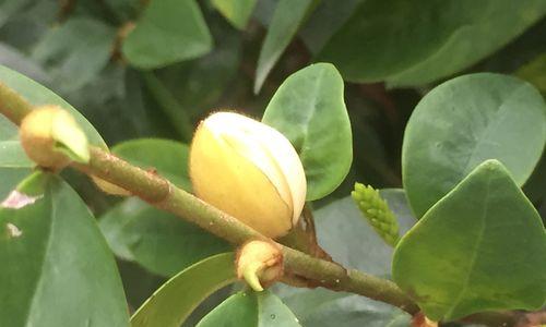 含笑花有香味吗？如何辨别含笑花的香气？