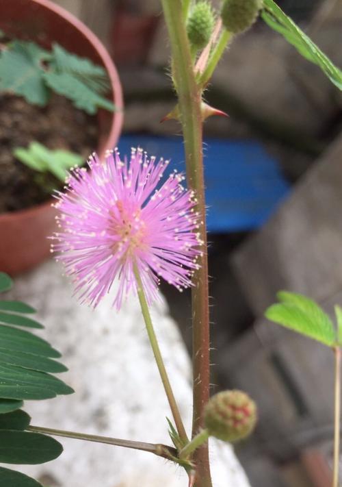 含羞草的花颜色形状是什么？如何识别含羞草的花？