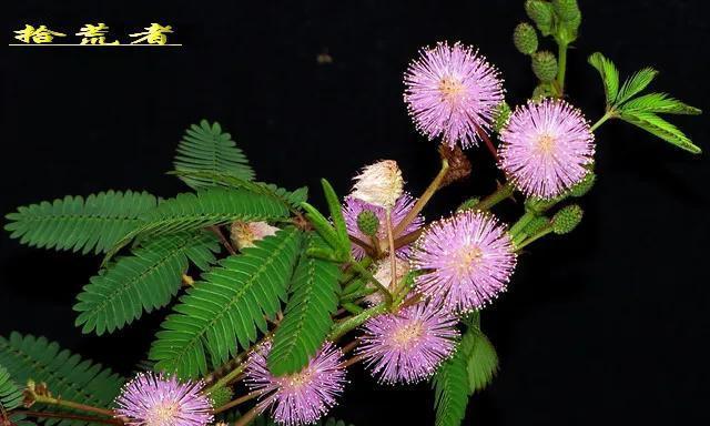 含羞草开花周期是多久？如何促进含羞草开花？