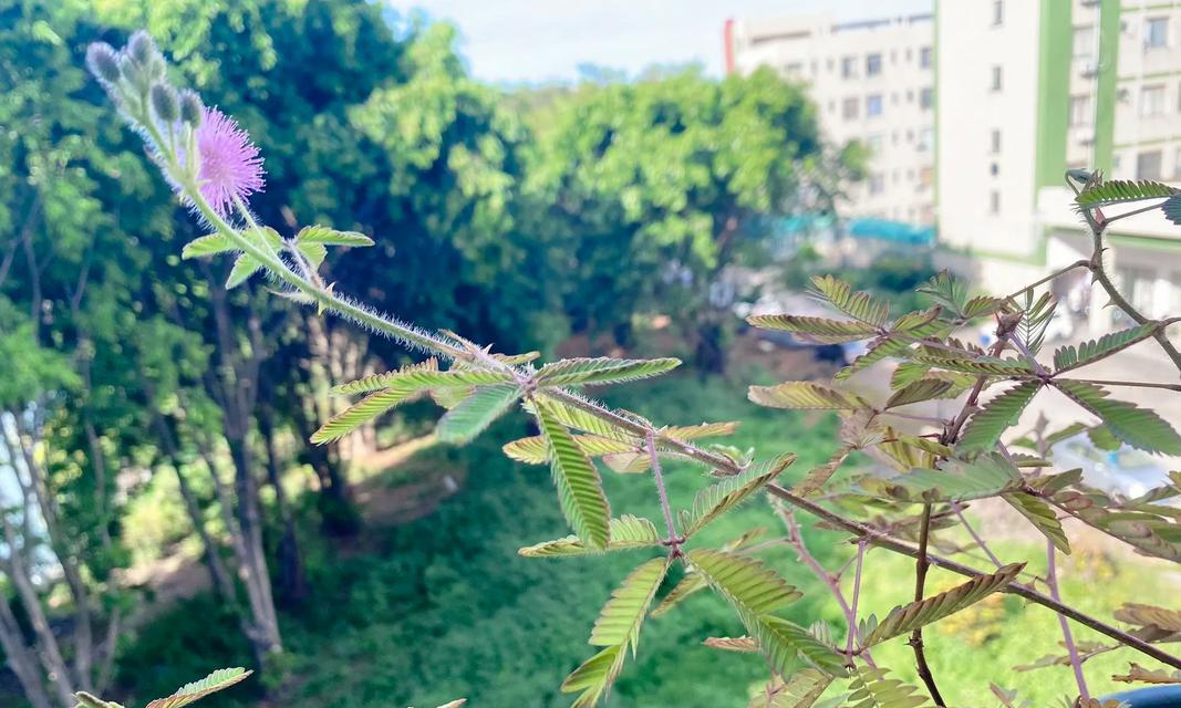 含羞草会开花吗？开花的颜色和样子是什么？