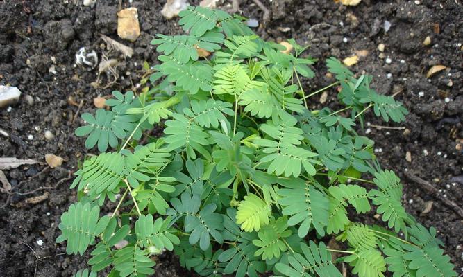 含羞草是几年生植物？如何正确养护含羞草？