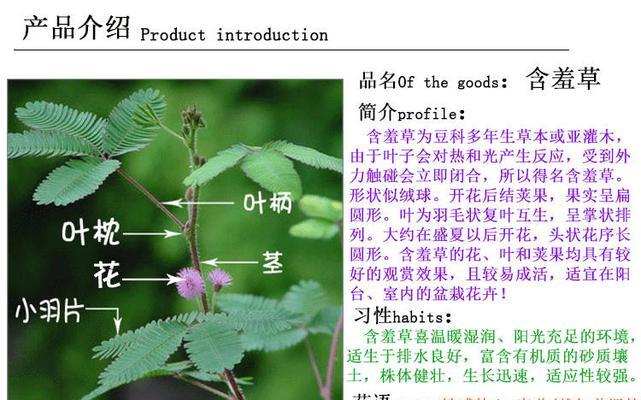 含羞草发芽长叶的最佳时间是什么时候？常见问题有哪些？