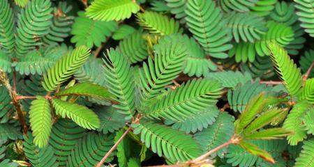 含羞草属于草本植物吗？它的分类和特性是什么？