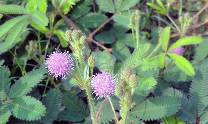 含羞草属于草本植物吗？它的分类和特性是什么？