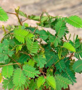 含羞草是多年生植物吗？它的生长周期和特点是什么？