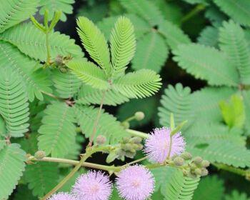 含羞草是几年生植物？如何判断含羞草的生长周期？