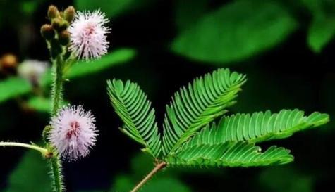 含羞草是喜阴植物吗？阳光对含羞草生长有何影响？