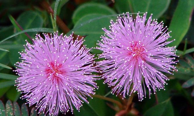 含羞草一年能开几次花？如何促进其开花？