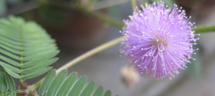 含羞草一年能开几次花？如何促进其开花？