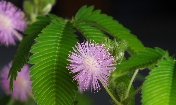 含羞草一年能开几次花？如何促进其开花？