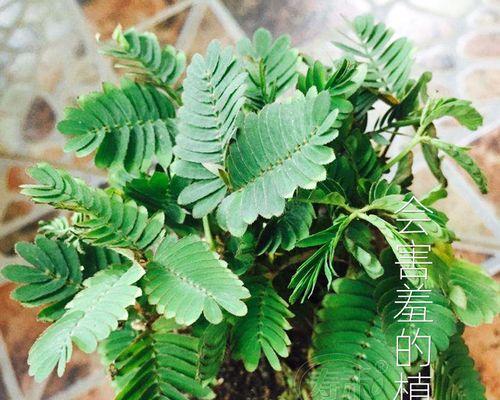 含羞草种植数量指南：一盆应该种几颗合适？