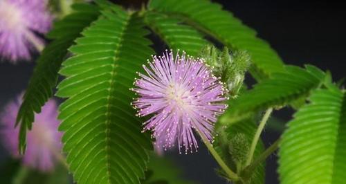 含羞草通常在哪个季节开花？具体开花月份是何时？