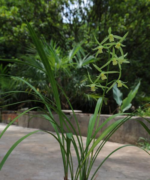 寒兰的花期是什么时候？开花时间在几月份？