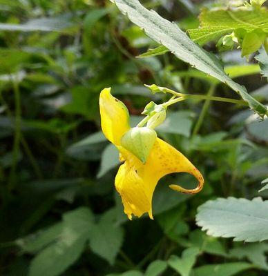 汉中的市花是什么花？汉中市花有哪些独特之处？