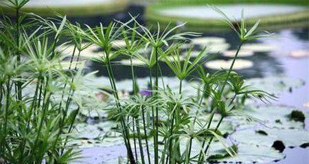 旱伞草是水生植物吗？旱伞草的生长环境与特性是什么？