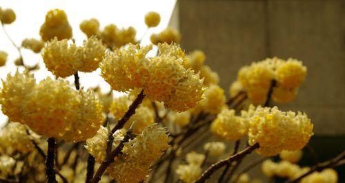 结香花的寓意是什么？了解结香花的象征意义和文化背景？